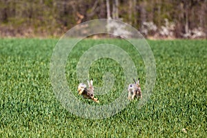 two rabbits running in a green field