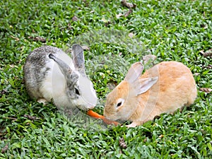 Two rabbits sharing a carrot