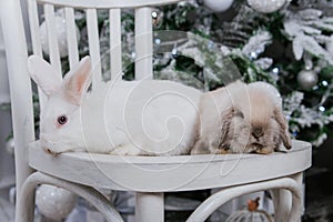 Two rabbits are sitting on the background of a Christmas tree