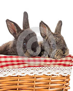 Two rabbits sitting in basket