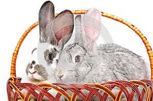 Two rabbits sitting together in a basket