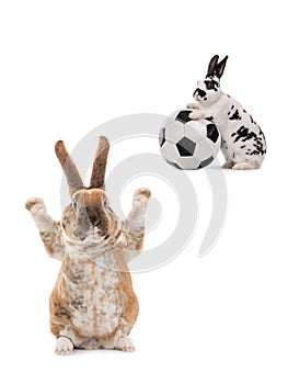 Two rabbits about to play football isolated on white