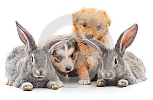 Two rabbits and two puppies.