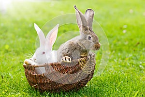 Two rabbits in wicker basket