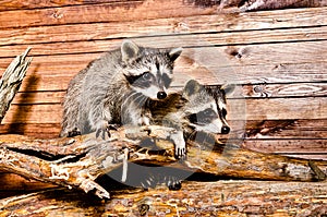 Two raccoon