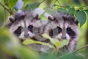 Two raccoon cubs in a tree