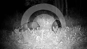 Two raccoon dogs Nyctereutes procyonoides at summer night