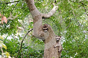 Two Raccoon Kits in Tree