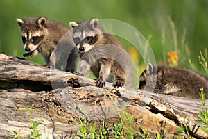 Two raccoon pups curious about their home and meadow