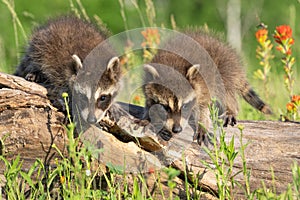 Two raccoon pups exploring their environment