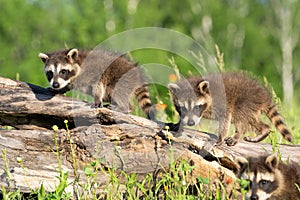 Two raccoon pups exploring their environment while walking on a log