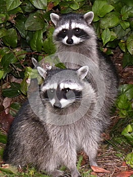 Two Raccoons