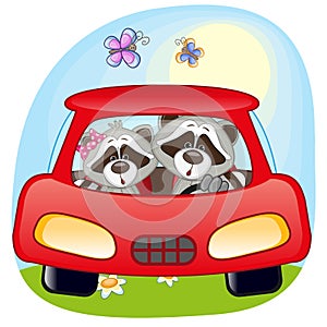 Two Raccoons in a car