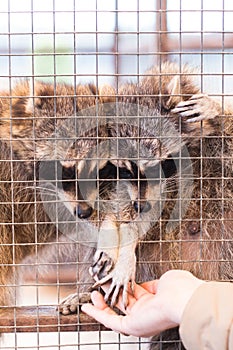 Two raccoons in a petting zoo take food from a man& x27;s hand through a metal fence. Children& x27;s zoo.