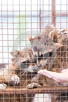 Two raccoons in a petting zoo take food from a man& x27;s hand through a metal fence. Children& x27;s zoo.