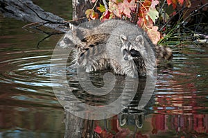 Two Raccoons Procyon lotor Look Out Paws in Water Autumn