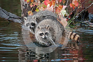 Two Raccoons Procyon lotor Look Straight Out Autumn