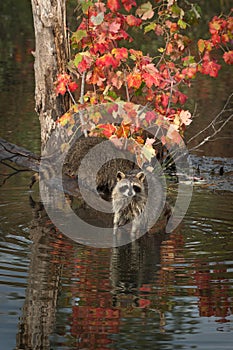 Two Raccoons Procyon lotor One Looking Out Autumn