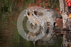 Two Raccoons Procyon lotor Side By Side Looking Left Reflected Autumn