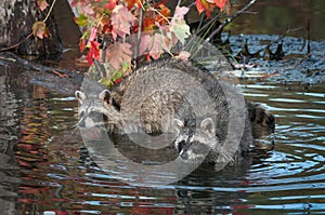 Two Raccoons Procyon lotor Stretch Out in Water