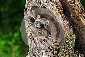 Two Raccoons (Procyon lotor) Wedged in Knothole photo