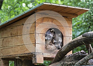 Two raccoons resti in wooden house