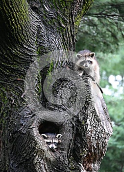 Two Raccoons In Tree