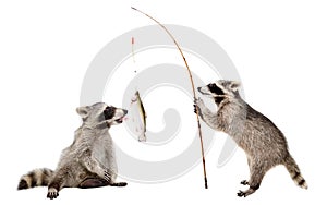 Two raccoons with a trout caught on a fishing rod