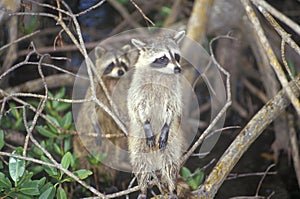 Two raccoons in wild, Everglades National Park, 10,000 Island, FL