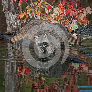 Two Raccoons (Procyon lotor) Elbows Deep in Water photo