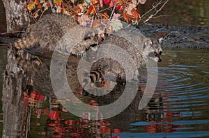 Two Raccoons (Procyon lotor) on Log photo