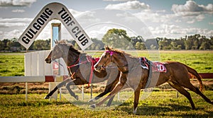 Two race horses race without jockeys at Gulgong NS