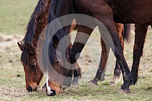 Two Racehorses Enjoying a Break