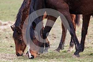 Two Racehorses Enjoying a Break photo