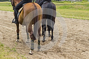 Two racehorses on a sandy track, rear view, part of the frame