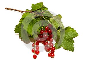 Two racemes of red currant berries