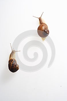 Two racing snails