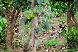 Two radio collared tigers or a mating pair in beautiful green trees and background at Sariska National Park or Tiger Reserve