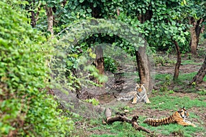 Two Radio or tracking collar bengal tigers or a mating pair in beautiful green trees and background at Sariska