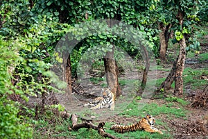 Two Radio or tracking collar bengal tigers or a mating pair in beautiful green trees and background at Sariska