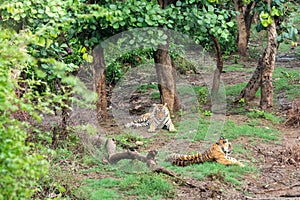 Two Radio or tracking collar bengal tigers or a mating pair in beautiful green trees and background at Sariska