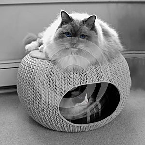Two ragdoll cats with blue eyes in cozy pet home.
