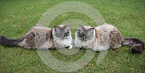 Two Ragdoll Seal Lynx Tabby Cats Sitting Together On A Grass Lawn.