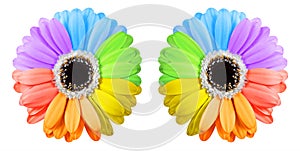 Two rainbow gerbera flowers