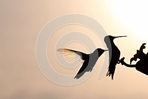 Two Rainbow Hummers at Feeding Port