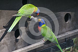 Two rainbow lories parrots interacting