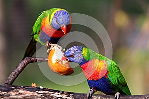 Two rainbow lorikeet