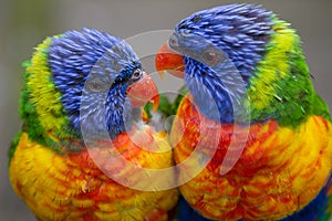 Two Rainbow Lorikeets photo