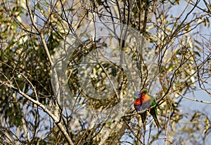 Two rainbow lorikeets kissing in a tree