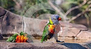 Two rainbow lorikeets playing in a bird bath